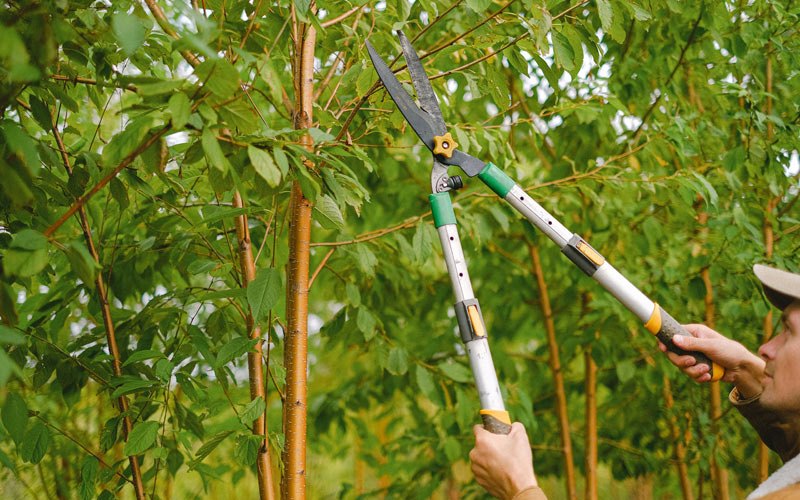 Tree trimming in Centerville, WA